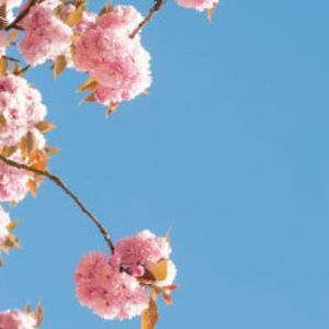 Meet your Posher, Shy